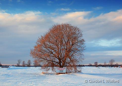 Tree In Snowscape_13023.jpg - Photographed at Richmond, Ontario, Canada.